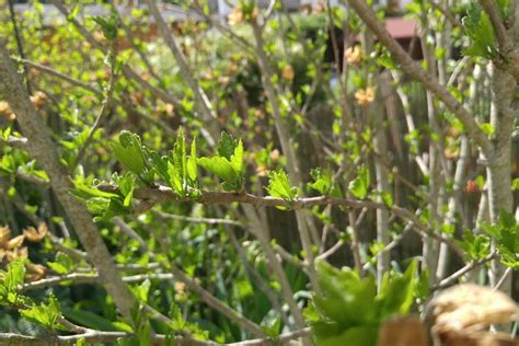 Pruning hibiscus: when & how - Plantura