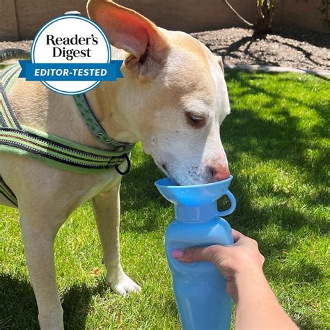 5 Best Dog Water Bottle Picks for Keeping Your Pup Hydrated On The Go