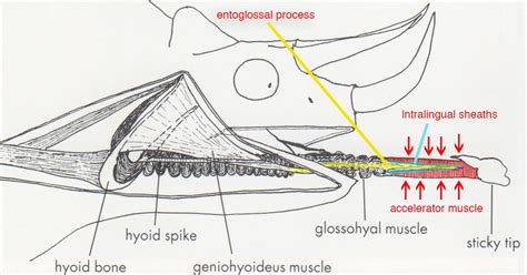 Zoology Jottings: How Chameleons Work: The Tongue. Alexander Sand’s Legacy