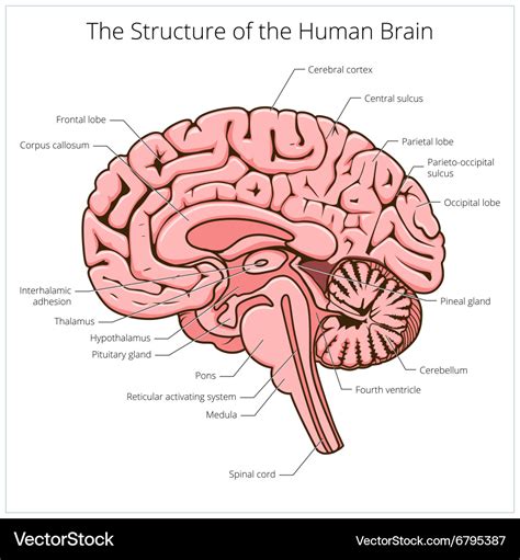 Structure of human brain section schematic Vector Image