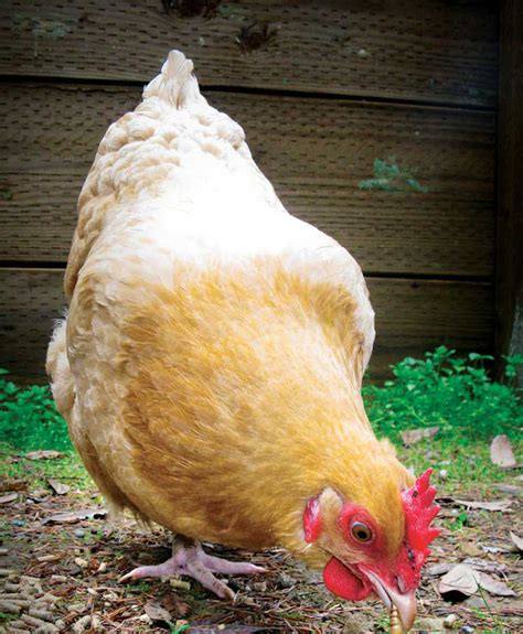 Layer Poultry Farming: Business Plan And Guide