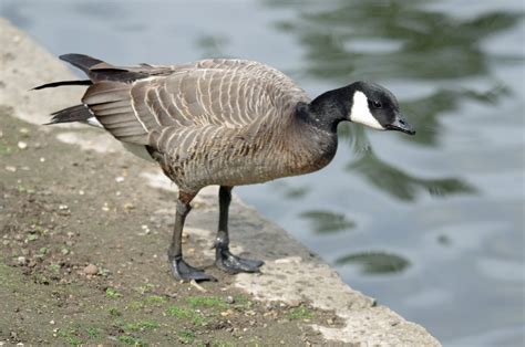 Details : Ridgway's Cackling Goose - BirdGuides