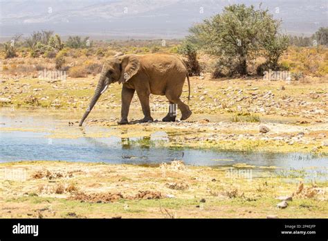 Baby elephant drinking water Stock Photo - Alamy