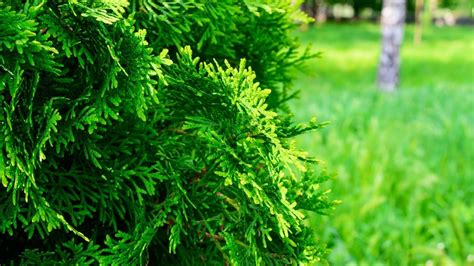 (7 Easy Steps): How To Remove Juniper Bushes