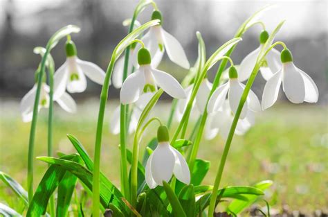 Ultimate Guide to Snowdrop Flower Meaning (Galanthus) - Petal Republic