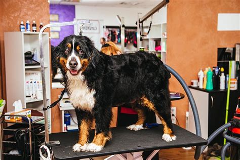 Bernese Mountain Dog Grooming: 15 Expert Tips – Dogster