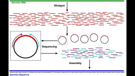 Shotgun sequencing - YouTube