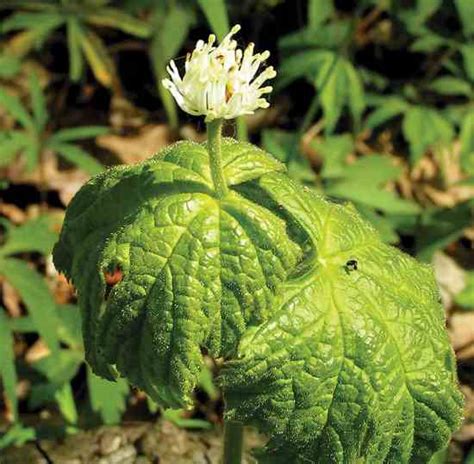 Goldenseal Herb Rare, But Can Be Cultivated for Profit and Health - Grit