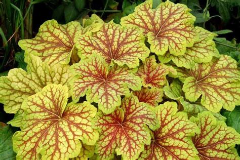 Heuchera 'Red Lightning' (Coral Bells) | Coral bells heuchera, Heuchera, Coral bells