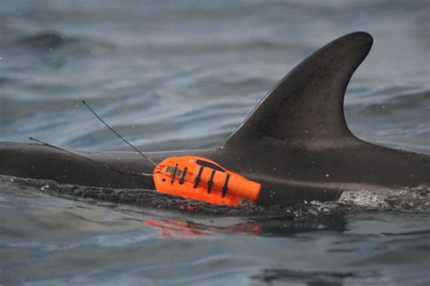 Biologists Built Cutting-edge Cameras to Study Dolphins in Secret ...