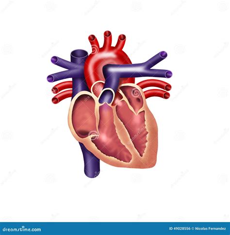 Human Heart Stock Illustration - Image: 49028556