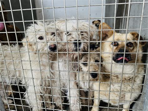 Traumatized Dogs Rescued From Being Eaten in Yulin - Newsweek