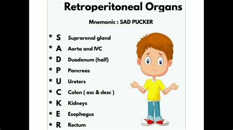 💠 Retroperitoneal organ ( Mnemonic ) 💠 - YouTube