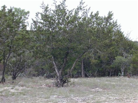 Research & Extension Center Virtual Herbarium - Ashe Juniper (Juniperus ...