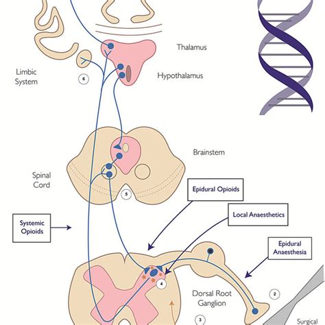 Pain pathway showing mechanisms of neuropathic pain and sites of... | Download Scientific Diagram