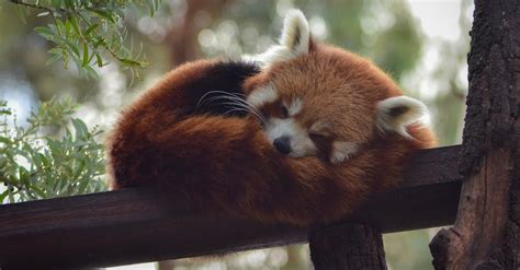 Red Panda Sleeping on Handrail · Free Stock Photo