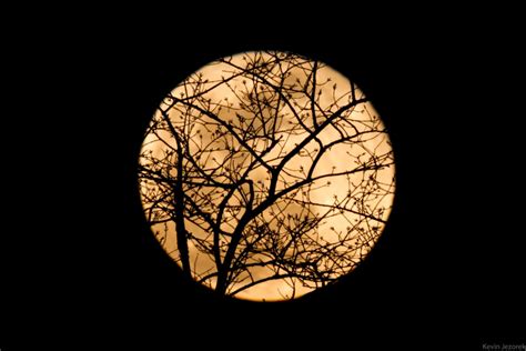 Full moon through the trees – Kevin Jezorek Photography