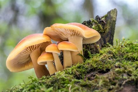 Guide to Mushroom Foraging While Camping - Cruise America