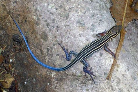 Blue-tailed Skink Facts, Habitat, Diet, Life Cycle, Baby, Pictures