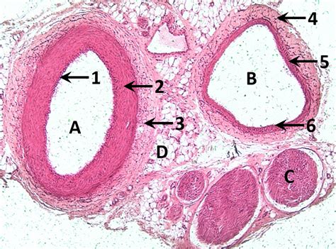 Vein Histology