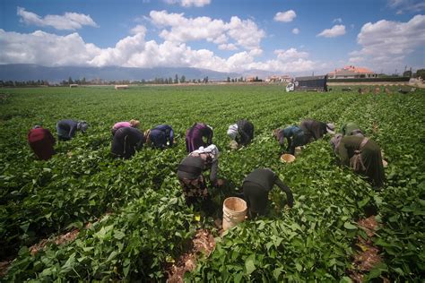 Akkar farmers announce halt to potato harvest due to low profit - L'Orient Today