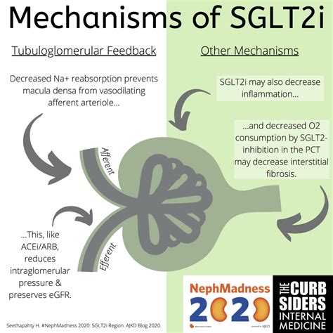 What are sglt2 inhibitors