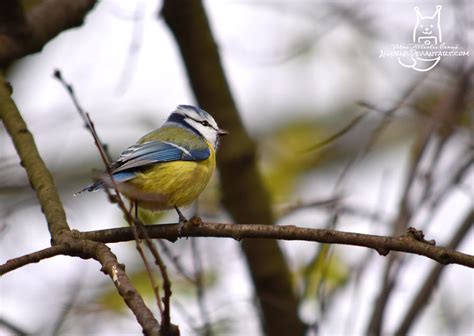 Yellow belly by Allerlei on DeviantArt