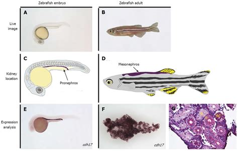 Zebrafish Larvae Anatomy