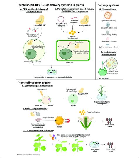 | Methods with potential for transgene-free genome editing in plants ...