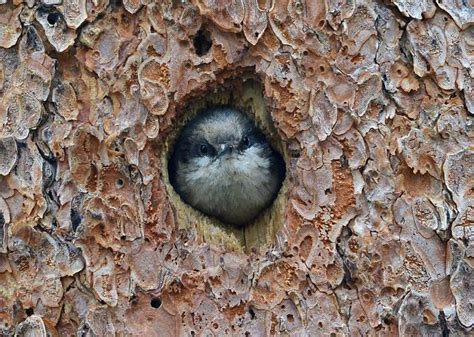 Pygmy Nuthatch in nest cavity opening Pygmy Nuthatch, Sitta pygmaea ...