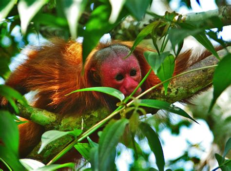 Endangered Animals Of The Amazon Rainforest - Rainforest Cruises