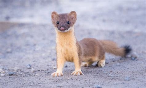 Weasel - A-Z Animals