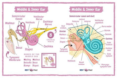 Middle Ear Anatomy Malleus