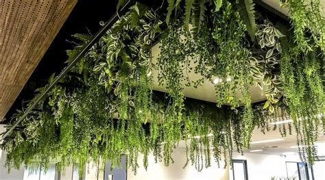 Pin by Lucy P on Haus | Plants, Ceiling hanging, Green wall