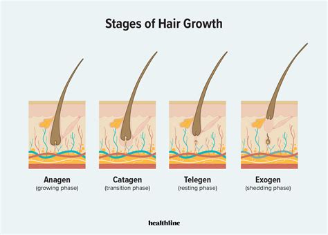 Human Hair Growth Cycle