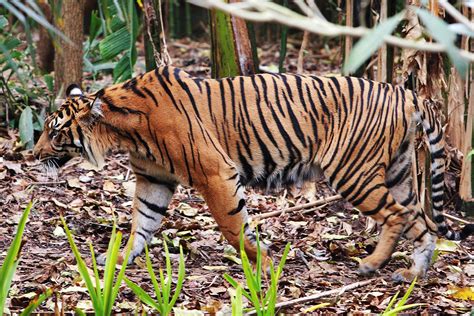 File:Tiger - melbourne zoo.jpg - Wikipedia