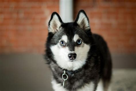 A Teacup Husky – Everything You Need To Know About This Dog