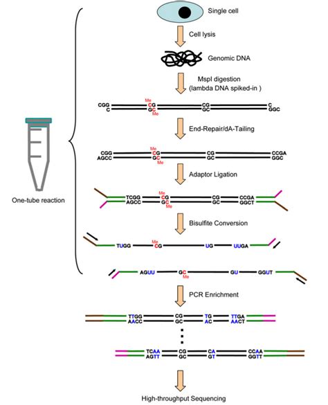 Single cell epigenomics