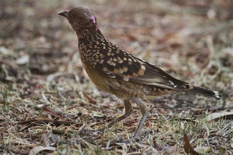 Richard Waring's Birds of Australia: Western Bowerbird