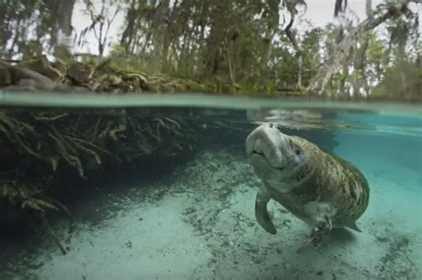 Best Manatee Tours In Central Florida - See Live Manatees