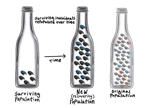 What is the Bottleneck Effect? — Definition & Examples - Expii