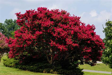 Wax Myrtle vs. Crepe Myrtle - A-Z Animals