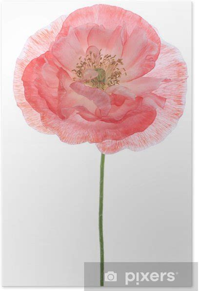 Poster poppy - PIXERS.UK