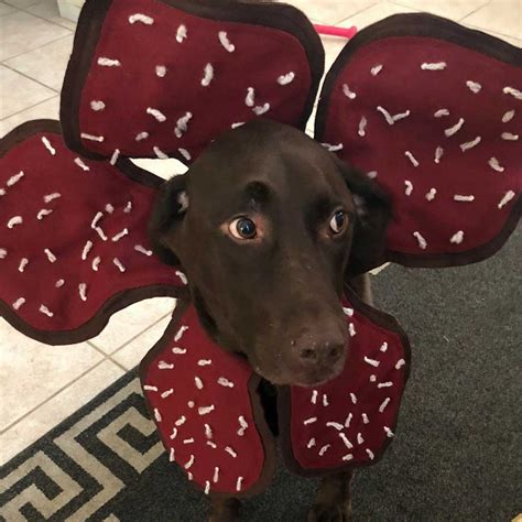 You Can Turn Your Pet Dog Into A Demogorgon Dog With This Handmade ...