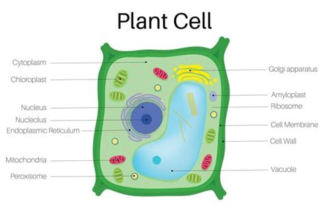 6 Types of plant cells | Their Characteristics, Examples and Functions