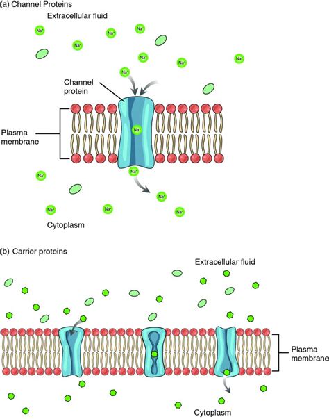 Facilitated Diffusion Diagram