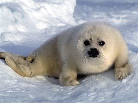 Harp Seal | Cute Animal Interesting Facts & Images | The Wildlife