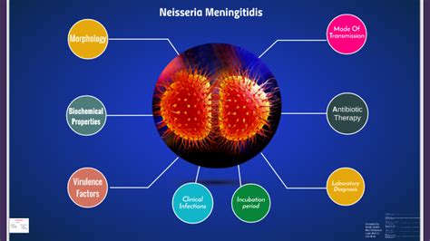 neisseria meningitidis by sara bata on Prezi