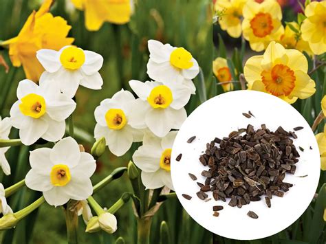 Narcissus Flower Seeds – Where to Buy & How to Plant Them - Gardeners Grail