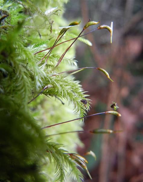 Phylum Bryophyta | Introduction to Bryophytes